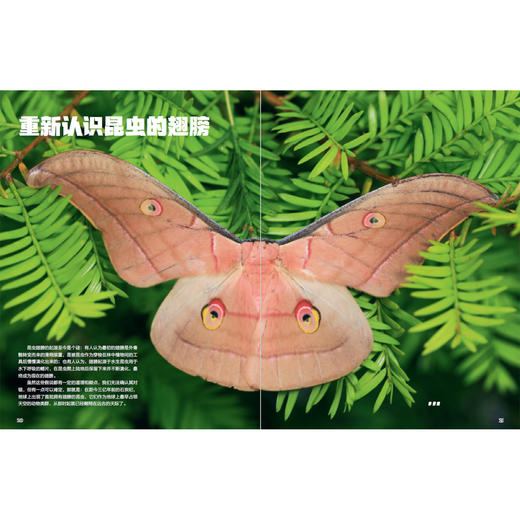 《一起发现昆虫》12期征订 商品图11