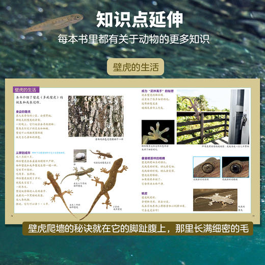 生命的故事（第五辑·全六册）昆虫科普百科 商品图9
