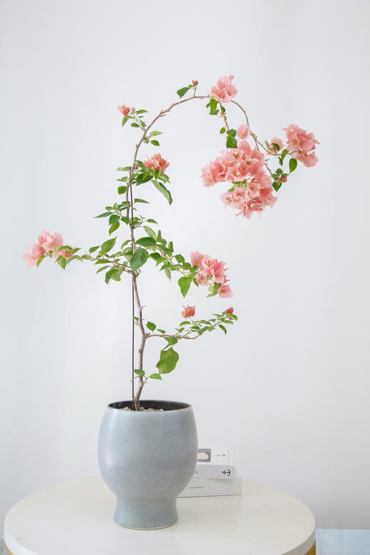 三角梅 商品图0