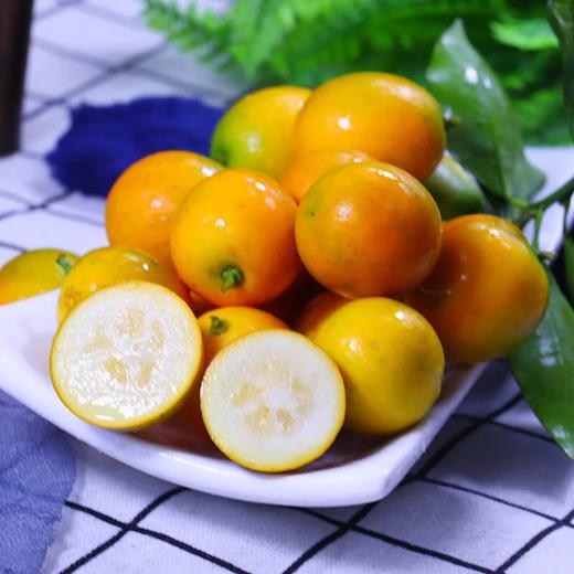 【分仓直发包邮】脆蜜金柑小果（冻伤不售后）1.5斤（小果） 商品图1