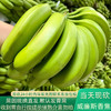 【鲜泽园】云南新鲜香蕉 泡沫箱包装 商品缩略图4
