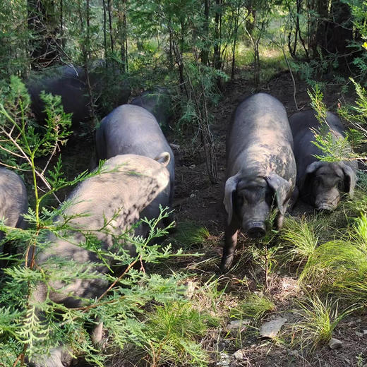 【有机土黑猪的猪板油】好油来自好猪✓ 连续14年有机认证✓ 30000亩高山放养黑士猪，散养365天以上，一年四季不下山 商品图12