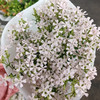 粉钻花-粉色 商品缩略图0