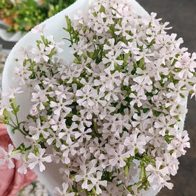 粉钻花-粉色
