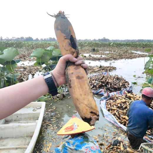 【洪湖头茬莲藕】9孔粉藕+清甜脆藕｜国家地理标志｜人工精选中段｜不泡药｜炖汤粉糯｜生吃脆甜 商品图0