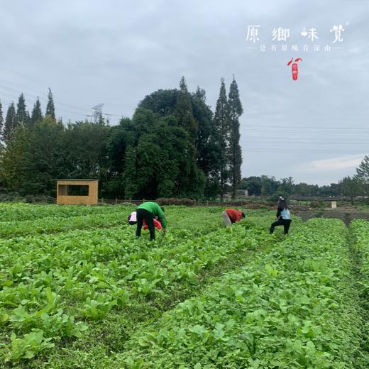 原乡农场“一米菜园”认养招募【约10㎡】 | 位于成都市郫都区园艺村，离主城区约1小时车程，有机农场水土干净，超长免租期 商品图6