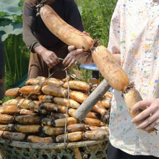 【洪湖头茬莲藕】9孔粉藕+清甜脆藕｜国家地理标志｜人工精选中段｜不泡药｜炖汤粉糯｜生吃脆甜 商品图5