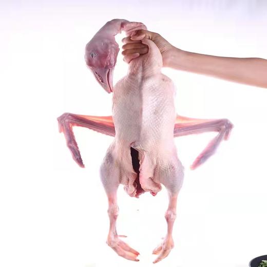 【火遍东北的铁锅炖大鹅来了】农家散养大白鹅 一年以上大鹅(约4-6斤/只) 去毛净膛去内脏 山东发货 顺丰/京东包邮{冷冻生鲜请及时签收} 商品图1