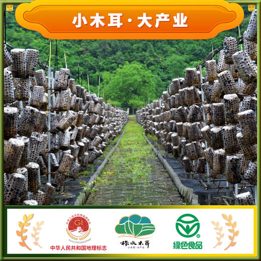 柞水县 黑木耳500g柞水木耳干菌子无根干木耳肉厚无根绿色认证 商品图1