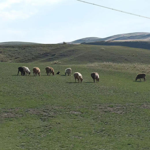 【新疆木垒哈萨克羊前腿肉】饮用天山雪山，自然放牧，没有膻味，纯净美味。小月龄小羔羊，去尾油去淋巴 让草原品质与您0距！ 商品图6