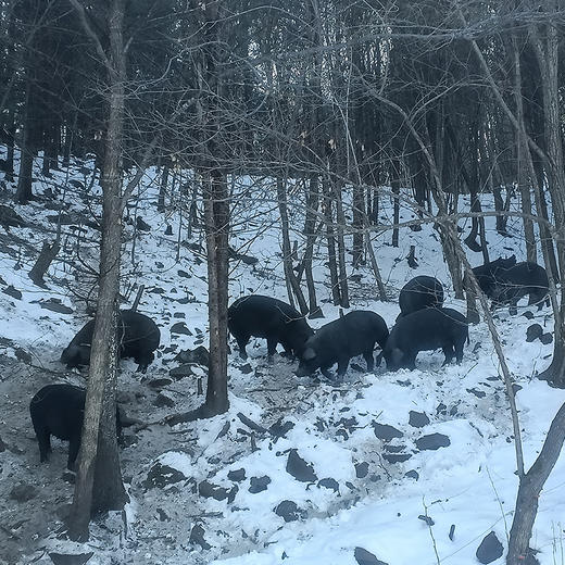 【有机土黑猪的猪板油】好油来自好猪✓ 连续14年有机认证✓ 30000亩高山放养黑士猪，散养365天以上，一年四季不下山 商品图11