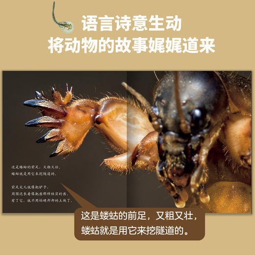 生命的故事（第五辑·全六册）昆虫科普百科 商品图6