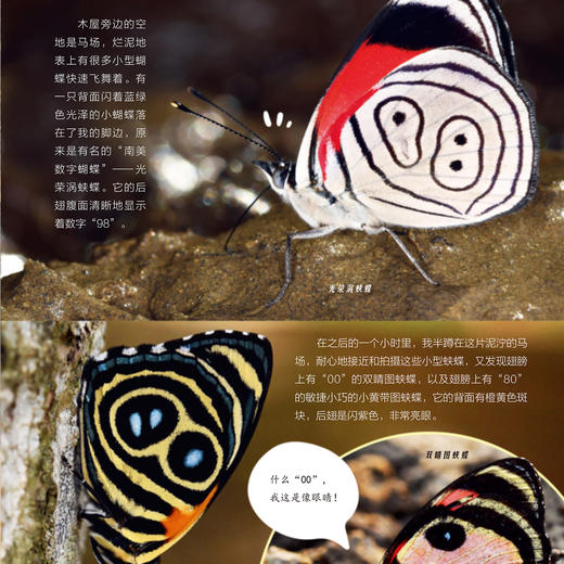 《一起发现昆虫》12期征订 商品图5