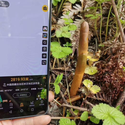 【西藏波密野生天麻】正宗西藏林芝也是天麻干货250 商品图1