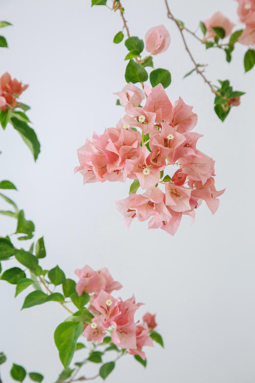 三角梅 商品图1