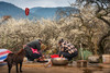 2月5日确定出发【清远】阳山千亩李花•水浪花谷2天摄影 商品缩略图4