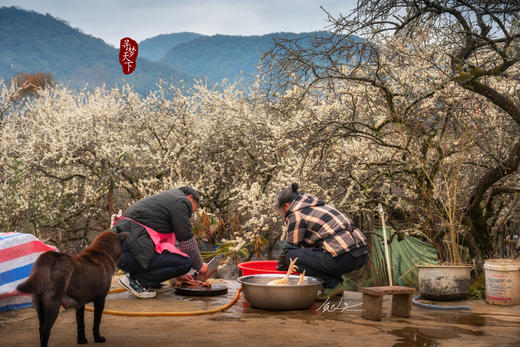 2月5日确定出发【清远】阳山千亩李花•水浪花谷2天摄影 商品图4