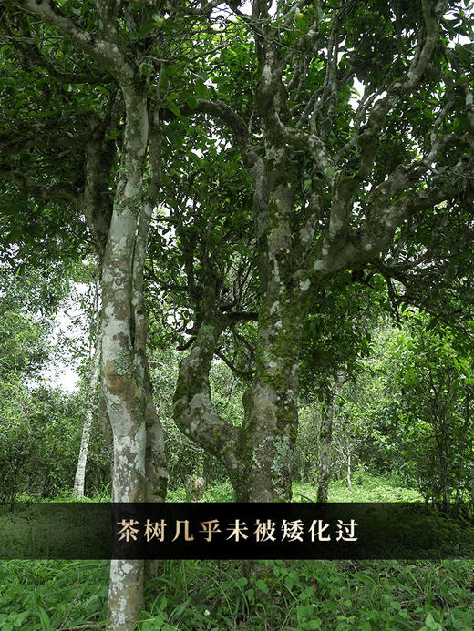 【那卡】2024年春茶勐宋“小班章”天外之韵追那卡之香，普洱茶中蕞具甜香型代表品 357克/饼拍5发6拍20发25 商品图7