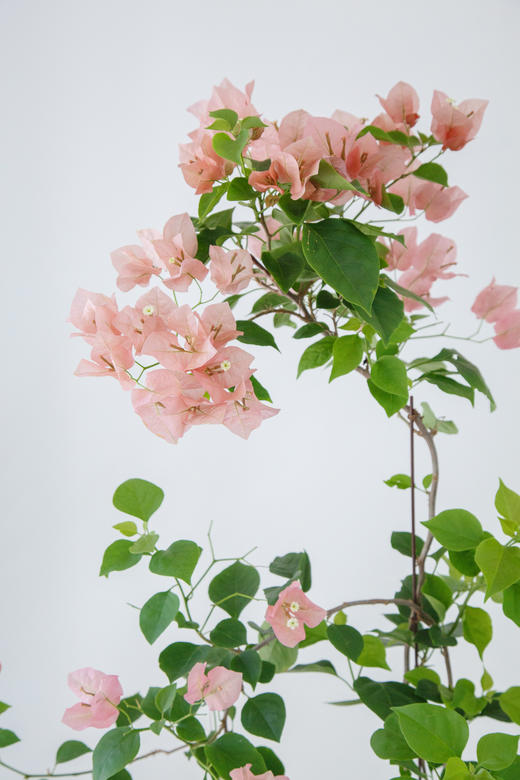 三角梅 商品图1