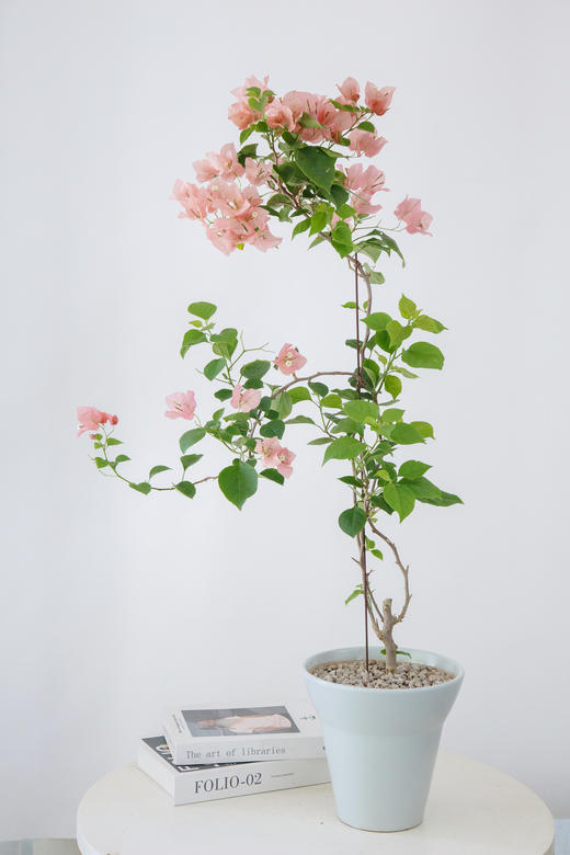 三角梅 商品图0