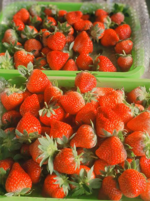 【限时福利59.99元/箱】【鸿翠园有机草莓】 商品图1