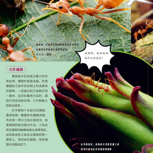 《一起发现昆虫》12期征订 商品图6