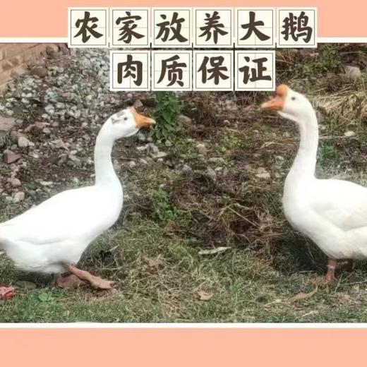 老土香腊鹅 推荐 肉质鲜 商品图3