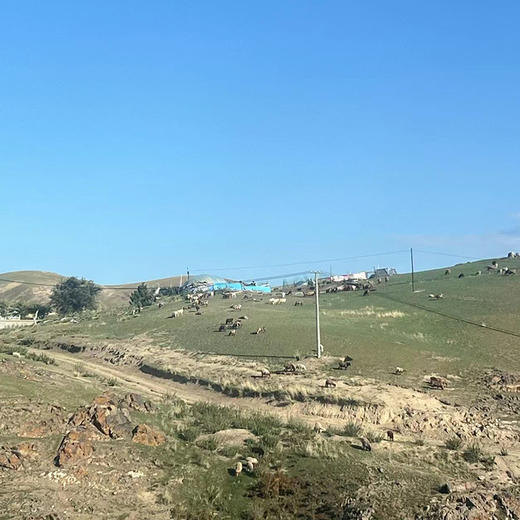 【新疆木垒哈萨克羊前腿肉】饮用天山雪山，自然放牧，没有膻味，纯净美味。小月龄小羔羊，去尾油去淋巴 让草原品质与您0距！ 商品图10