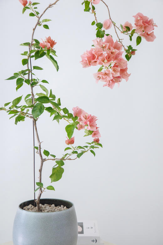 三角梅 商品图2