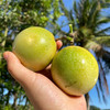 【分仓直发包邮】黄金百香果（冻伤不售后）3斤大果精品装（15-23个左右）  商品缩略图0