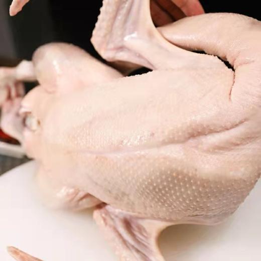 【火遍东北的铁锅炖大鹅来了】农家散养大白鹅 一年以上大鹅(约4-6斤/只) 去毛净膛去内脏 山东发货 顺丰/京东包邮{冷冻生鲜请及时签收} 商品图7