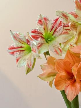 【第二十三期】朱顶红返图优秀作品展示