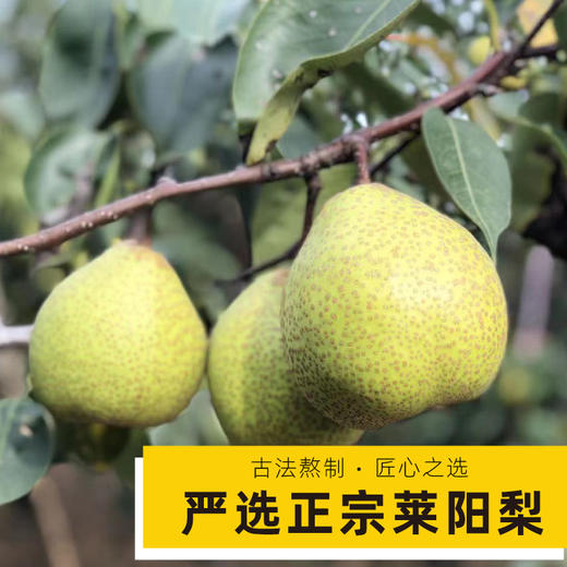 （三盒装）莱阳慈梨膏 纯梨30小时熬制20倍浓缩 无其它添加 商品图3