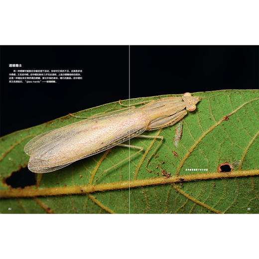 《一起发现昆虫》12期征订 商品图12