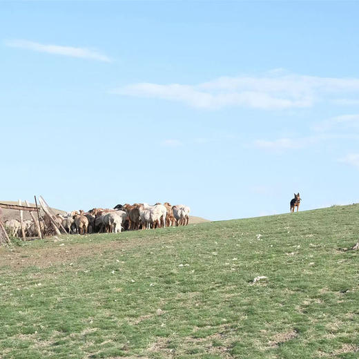 【新疆木垒哈萨克羊前腿肉】饮用天山雪山，自然放牧，没有膻味，纯净美味。小月龄小羔羊，去尾油去淋巴 让草原品质与您0距！ 商品图2