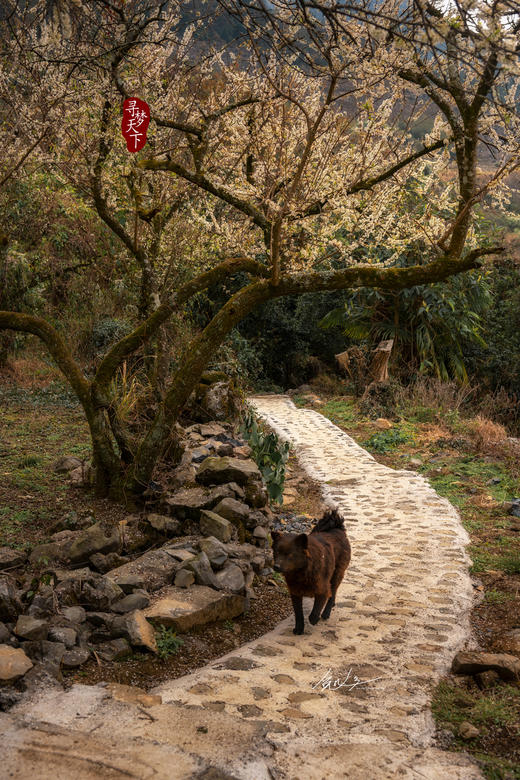 2月5日确定出发【清远】阳山千亩李花•水浪花谷2天摄影 商品图3