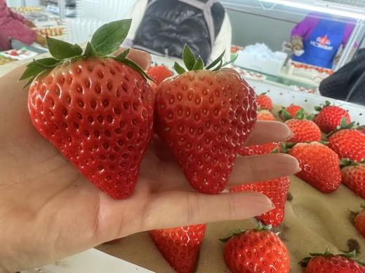 【降价啦！规格又升级，现摘现发】🍓正宗丹东东港九九草莓，草莓界的爱马仕，合隆镇城山子村九九草莓核心产区，原生态种植，每一颗都饱满多汁，味道纯正。果园现摘现发，顺丰全国包邮 商品图1