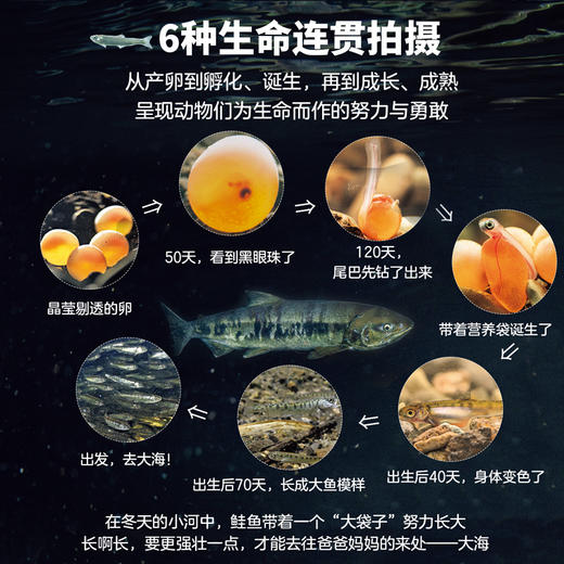 生命的故事（第五辑·全六册）昆虫科普百科 商品图5