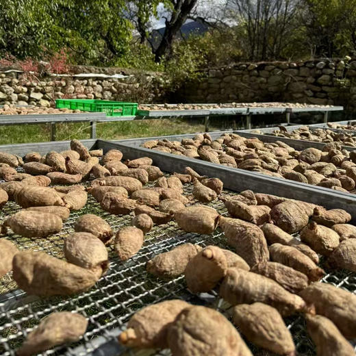 【西藏波密野生天麻】正宗西藏林芝也是天麻干货250 商品图3