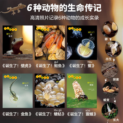生命的故事（第五辑·全六册）昆虫科普百科 商品图3