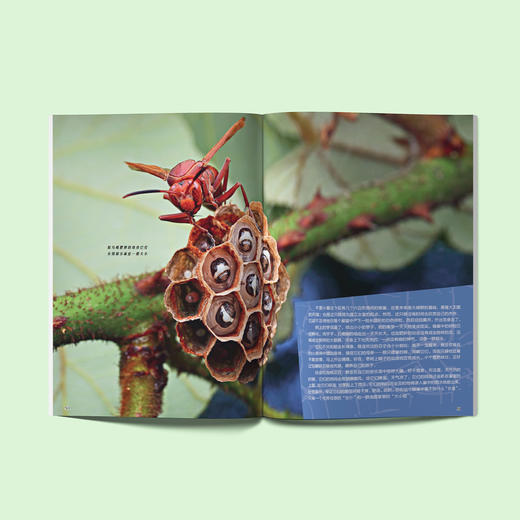 《一起发现昆虫》12期征订 商品图14