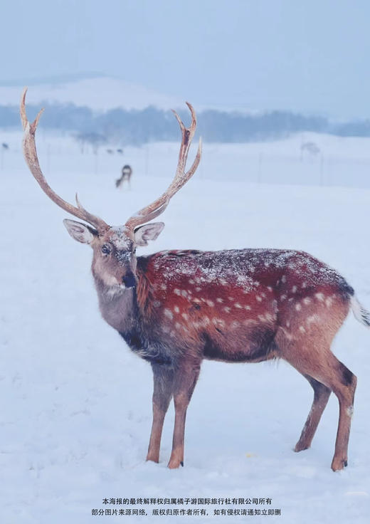 【冰雪嘉年华】河北纯玩5日游 商品图2