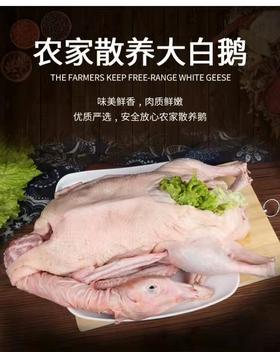 【火遍东北的铁锅炖大鹅来了】农家散养大白鹅 一年以上大鹅(约4-6斤/只) 去毛净膛去内脏 山东发货 顺丰/京东包邮{冷冻生鲜请及时签收}