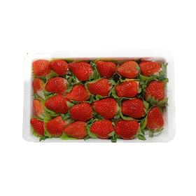 章姬草莓（盒）约500g