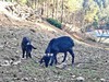 有机黑山羊｜满150元包邮｜周五发 商品缩略图1