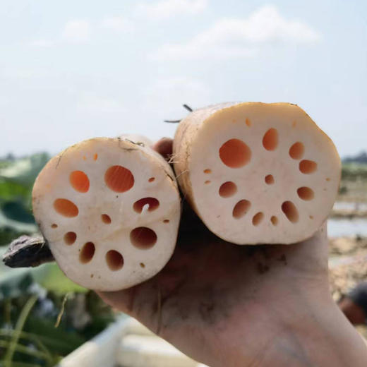 【洪湖头茬莲藕】9孔粉藕+清甜脆藕｜国家地理标志｜人工精选中段｜不泡药｜炖汤粉糯｜生吃脆甜 商品图1