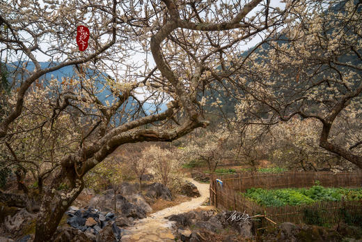 2月5日确定出发【清远】阳山千亩李花•水浪花谷2天摄影 商品图6