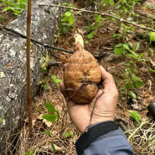 【西藏波密野生天麻】正宗西藏林芝也是天麻干货250 商品图2