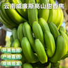 【鲜泽园】云南新鲜香蕉 泡沫箱包装 商品缩略图5