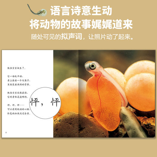 生命的故事（第五辑·全六册）昆虫科普百科 商品图7